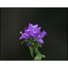 [평창]왜성자주꽃방망이, 3개