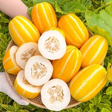 [고당도선별] 국내산 산지직송 고당도 성주 못난이 참외 혼합과, 1박스, 5kg