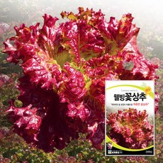 웰빙꽃상추 3000립 / 텃밭 농사 각종 채소씨앗 과일씨앗 관상&이색종자 콩류, 1개