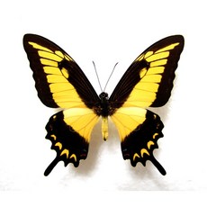 蟲新發現 蝴蝶標本A1 Papilio lycophron phanias 科學實驗套裝, 1個, 未展翅乾貨