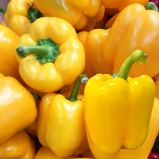 [시크릿가든] 국내산 파프리카 노랑, 1개, 파프리카 1kg