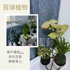 可許願手作苔球盆栽，多款觀葉植物可選，淨化空氣療癒植栽，半日照, 1個