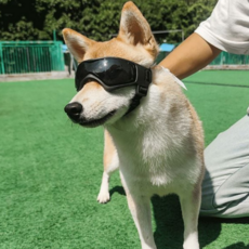 강아지 고글 드라이브 보호 반려견 애견 선글라스 외출 용품, 강아지고글(레드)
