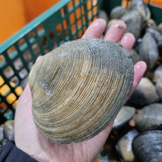 국내산 생물 개조개 대합 1kg(3~4미), 1개, 1kg
