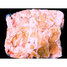 돼지막창 돈막창 10kg 냉동 원물 놀슨 NORSON 멕시코산 식당 도매 가공 업소용 수입돼지고기 막창, 1박스