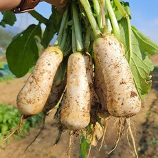 팡이-강원도 알타리 무, 1세트, 강원도 알타리 무 10kg