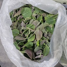 클릭마켓 국내산 깨순 깻잎순 깨순나물 깻순 나물 어린깻잎, 1개, 500g