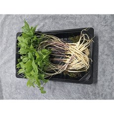 [천년새싹] 새싹인삼 30뿌리 <대> 선물용 건강보조식품 수경재배 새싹인삼, 1g, 30개