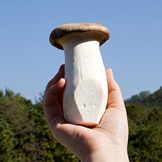 친환경 무농약 GAP 새송이버섯 저탄소 경기도 우수식품, 1박스, 못난이 / 2kg