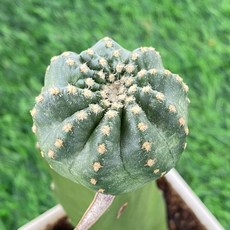 火龍果嫁接株 綜合嫁接款 仙人掌，多品種盆栽，居家綠植，懶人植物首選, 1個, 蝦屬明石丸-11