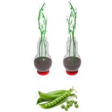 초등학교 생물관찰 자연학습 완두콩 성장과정 새싹 키우기 식물재배, 1개