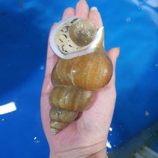 [산지직송] 팔도맛남 구룡포 백골뱅이 백고동 생물 통 골뱅이, 1개, 소(30~45미), 1kg