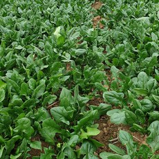 해풍맞아 달콤한 남해 보물초 시금치, 1개, 3kg