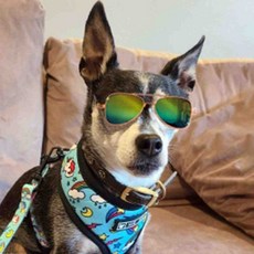 올몰 반려동물 펫 선글라스 반려견선글라스 고양이안경 강아지선글라스, 1-애완선글라스-투명, 1