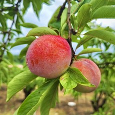 농장스 김천 대석 후무사 추희 자두, 1박스, 500g 대과