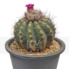 꽃사랑식물나라 홍류환 에리오시케 구형선인장 화사한 분홍 꽃 매력 희귀 인테리어 화분