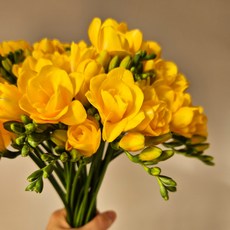 프리지아 후리지아 노랑 생화 향기나는꽃 오래가는생화 양재꽃시장 복홈, 1개, 10줄기