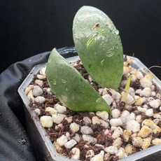 호야 라쿠노사 민트코인 랜덤