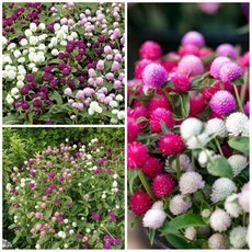 미니천일홍 3색 씨앗 선택구매, 1개, 삼색혼합 20립