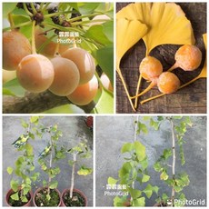 霏霏園藝 銀杏苗 長果品種 庭院盆栽, 1個