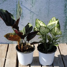 자체상품 칼라데아오나타+엔젤슈퍼화이트1+1 부와명예 공기정화, 1개