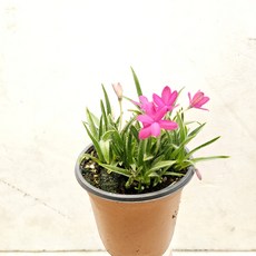 한창 꽃몽우리가 나오고 있어요 ~설난, 1개