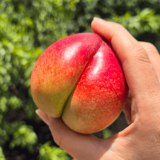 국내산 경북 신비복숭아 1kg 2kg 제철과일 당일수확 달콤과즙, 1개, 중대과 1kg