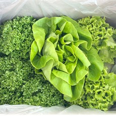 국내산 유러피안 샐러드, 1개, 800g