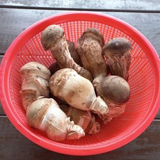 [산정] 쫄깃한 국내산 참송이버섯 순창직송, 01_참송이(가정용/미니) 500g, 1개