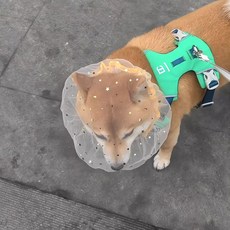 강아지 머리 보호망 소형견 핥는 입 방지 마스크, 2개, 1개, 1개입