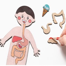 인체 지도 만들기 소화기관 모형 과학 교구 체험 키트 색칠 활동 재료 공부 초등학생, 인체지도