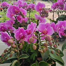 1+1 호접란 외대 랜덤발송 색상랜덤입니다 서양란 스마일화훼유통, 1세트