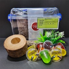 루나벅스 장수풍뎅이 사슴벌레 클린사육세트 중형 1세트, 산란용, 1개