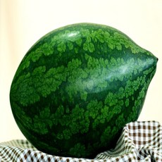 김현수의 국내산 왕 못난이 중 맛있는 땡모반 주스용 가정용 꿀 수박, 1개, 6~7kg