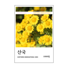 산국 씨앗(코팅 종자) 10000립, 1개 1개