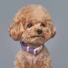 슈퍼펫 강아지 코튼 목줄 소형견 중형견 산책 개목줄 목걸이 순면100%, 퍼플, 1개