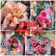 霏霏園藝 沙漠玫瑰盆栽, 1個