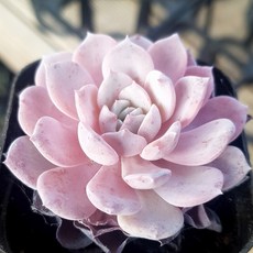 너무나예쁜 다육이 다육식물, 라피네 미니다육이, 1개