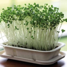 씨앗화분 식물 재배 새싹채소 유채 키우기 세트, 본상품