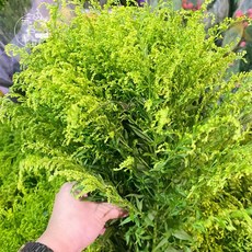 無言精靈 各式鮮花束 玫瑰 桔梗 百合 滿天星 麒麟草 多樣花材選擇 節慶送禮 居家佈置, 麒麟草（一把10支左右）