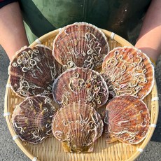 생물 대왕 참가리비 1kg 가리비 구이, 2개, 가리비 1kg (14-22미)