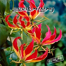 글로리오사 구근 - 로스휠디아나 (불새) 여름부터 늦가을개화, 1개
