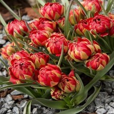 [나은식물원][원종튤립 모종] 사만다-10cm 3구 1포트