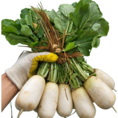 [굿피플] 국내산초롱무 초롱무 총각무 알타리무우, 1개, 흙 초롱무 3kg