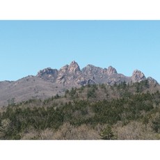 월출산 흑염소고기 30kg 국내산 식당 건강원 도소매 농장직거래 한마리 반마리 분양 염소고기 수육 전골 탕