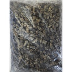 자숙 갯고동 1kg 갯고둥 바다고동 바다다슬기, 1개