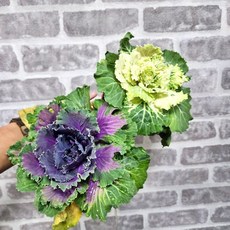 老闆園藝 葉牡丹, 1個