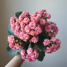 [무지개꽃/ 색상선택17종] 칼란디바 (카랑코에 겹꽃), 15. 연지색 투톤 (뉴턴), 1개