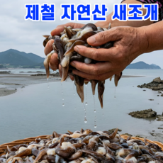 [한정기획특가]자연산 여수 손질 새조개 생물, 1박스, 200g