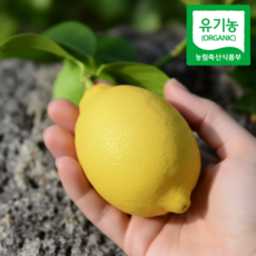 자주올디 [유기농] 제주레몬 청레몬 햇레몬, 1개, 유기농 레몬 (실중량) 3kg